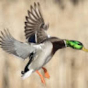 Meet your Posher, Ethan